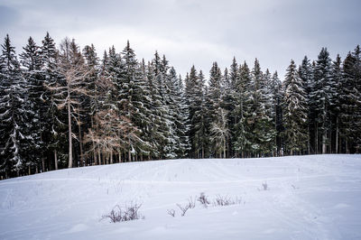 Snow covered pine trees in forest against sky