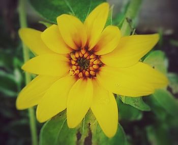 Close-up of yellow flower