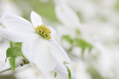 Close-up of white flower