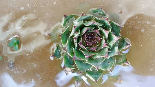 High angle view of plants in water