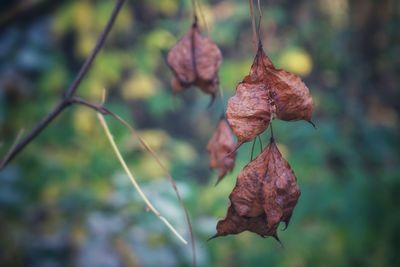 Close-up of dry leaf on plant