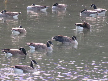 Ducks swimming in lake