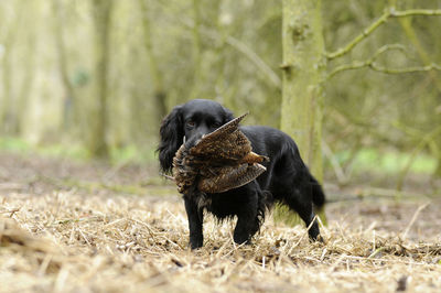 Black english cocker spaniel carrying gamebird in forest