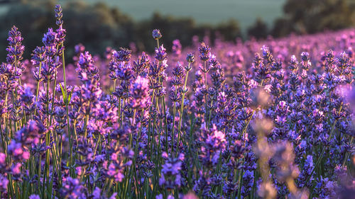 Full frame shot of lavender growing on field during sunset