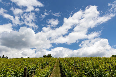 Scenic view of agricultural field against sky
