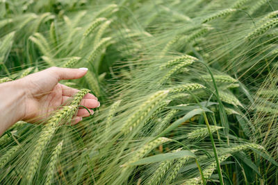 Woman's hand touches fresh ears of wheat