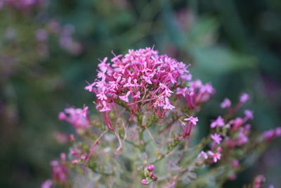 Close-up of pink flowering plant