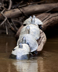 Close-up of bird perching on wood