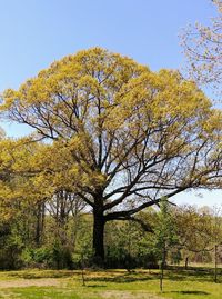 Trees on field against clear sky during autumn