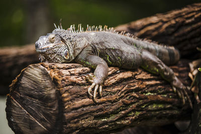 Close-up of iguana relaxing on wood at zoo