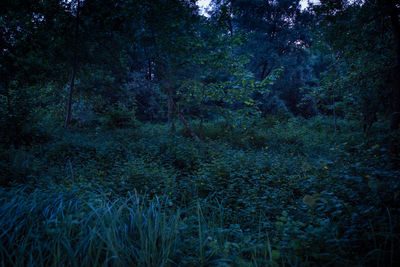 Trees in forest