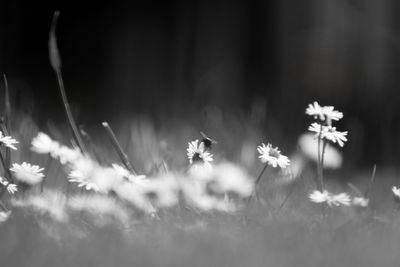 Close-up of white flowering plants on field