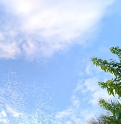 Low angle view of palm trees against blue sky