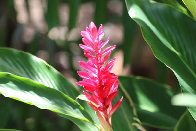 Close-up of pink flowering plant