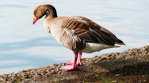 Close-up of duck by lake