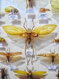 Close-up of insect on table