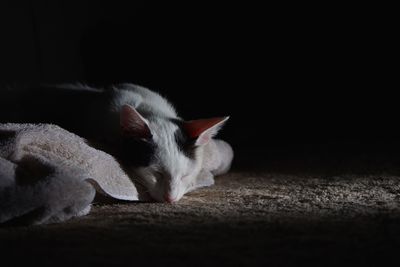 Close-up of cat on floor at night
