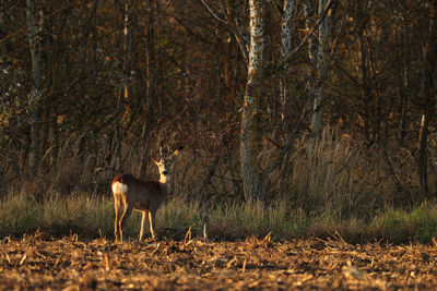 Dog standing on field in forest