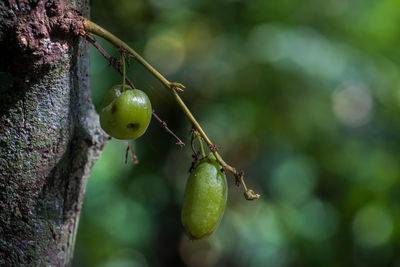 Close-up of fruit on tree