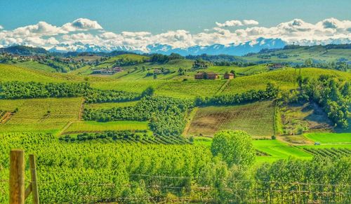 Scenic view of agricultural field against sky