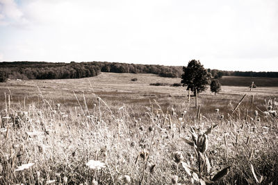 Scenic view of field against sky