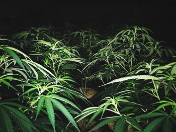 Close-up of fresh green plants at night