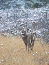 Deer standing on field