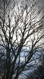 Low angle view of silhouette tree against sky