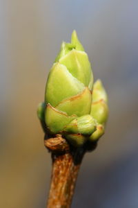 Close-up of plant growing outdoors