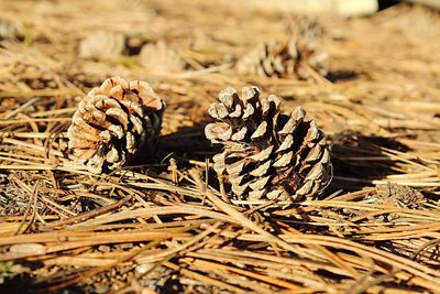 Close-up of plant on field