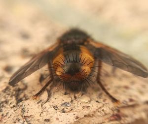 Close up of plant against blurred background