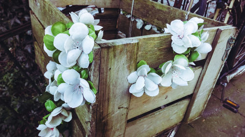 High angle view of white flowers on wood