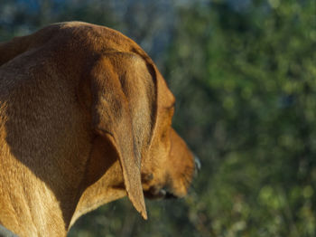 Close-up of dog