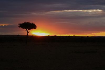 Silhouette trees on field against sky during sunset