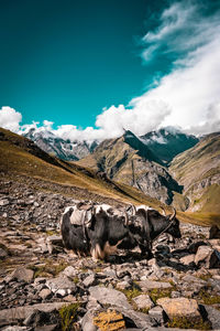 Scenic view of mountain with yak