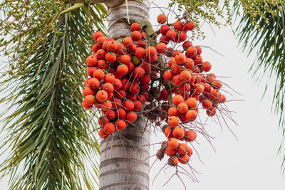 Low angle view of orange tree against sky