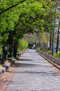 Footpath amidst trees in park
