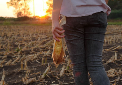 At sunset, a young woman walks in an agricultural field with a harvested cob in her hand