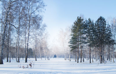 Trees on snow covered field against sky