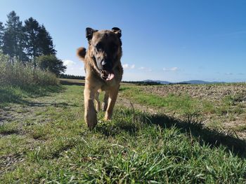 Portrait of a dog running on landscape