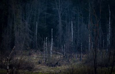 Scenic view of forest