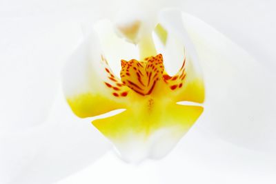 Close-up of white rose flower