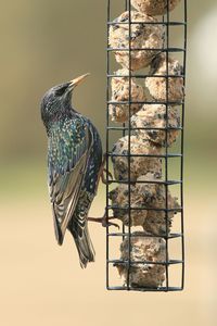 Bird perching on bird feeder