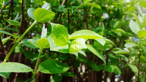 Close-up of green leaves