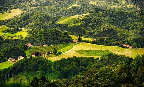 Scenic view of green landscape