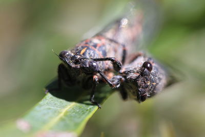 Close-up of insect on leaf