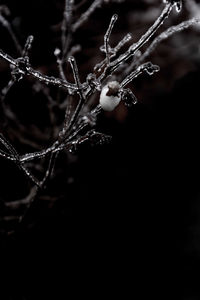 Close-up of frozen spider web