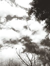 Low angle view of trees against sky