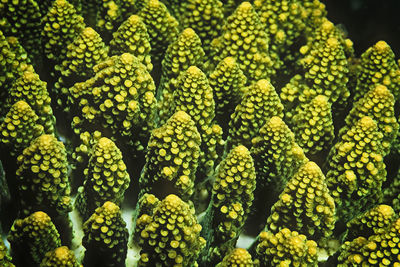 A detail of a table coral in madagascar.