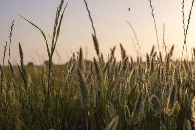 Close-up of stalks in field against sky